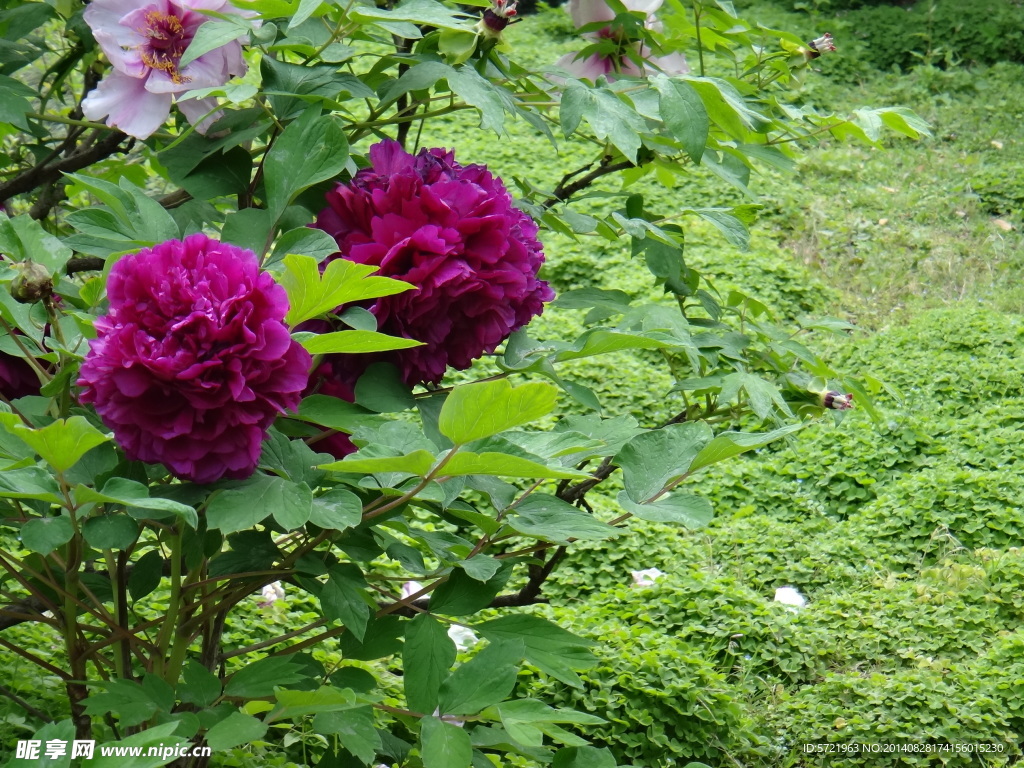 牡丹花