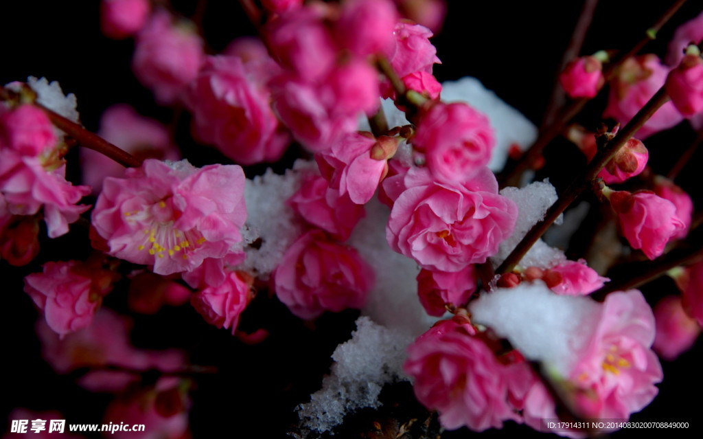 雪梅