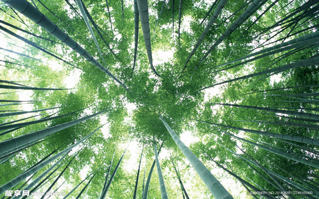 竹林