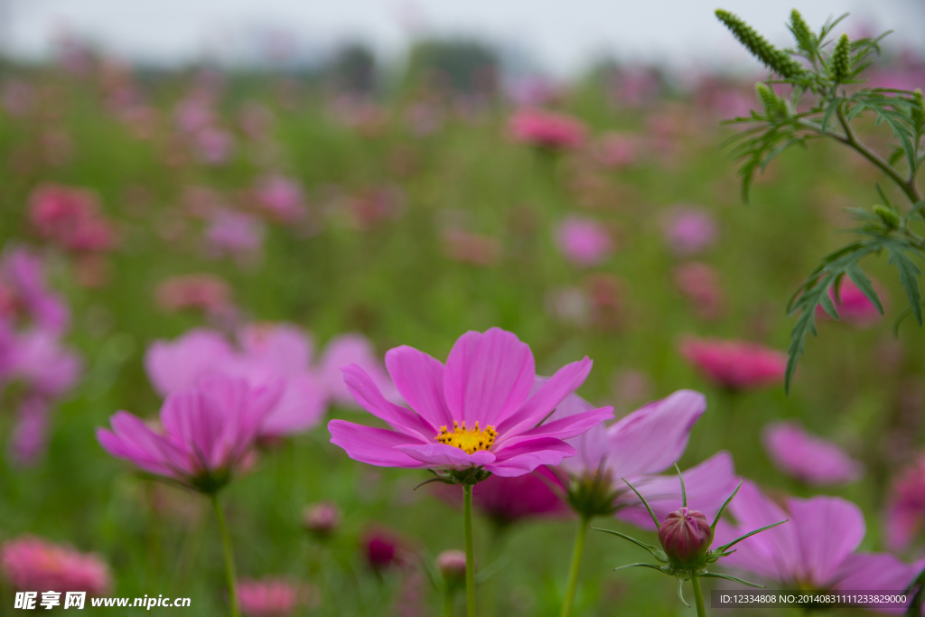格桑花