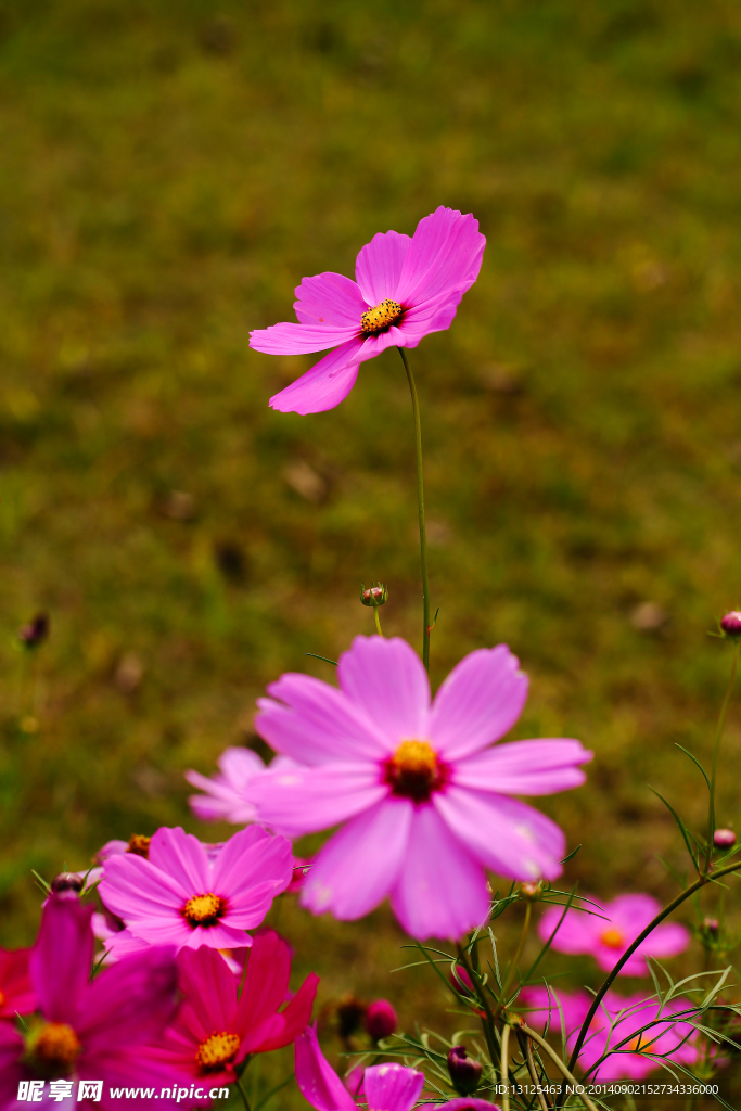 格桑花
