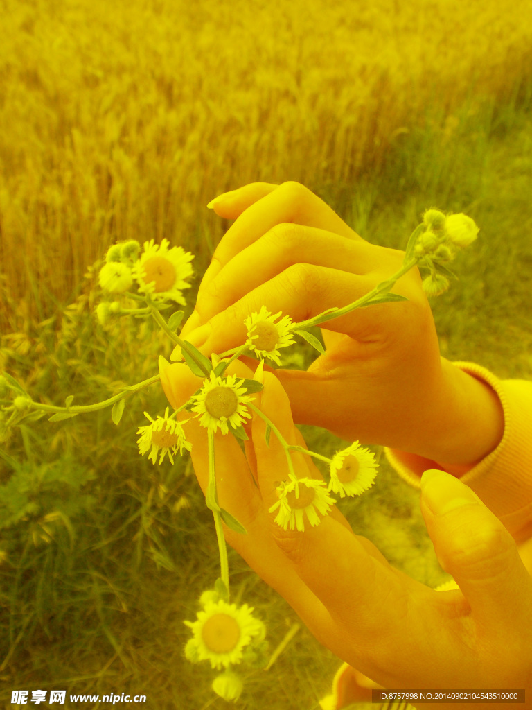 野菊花