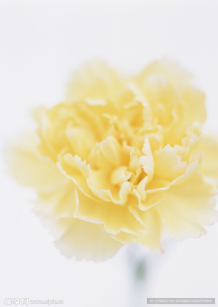 花色鲜花
