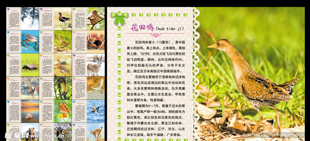 动物卡片