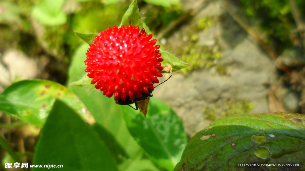 野草莓