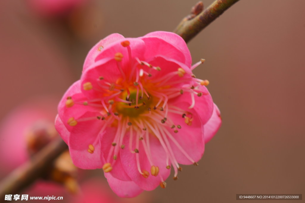 红色梅花图片