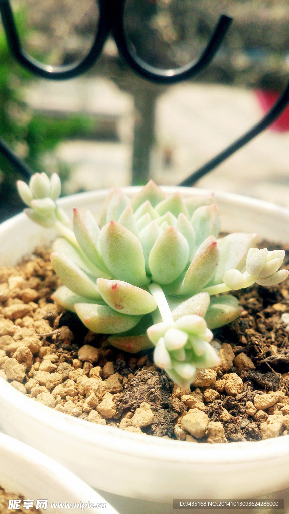 多肉植物