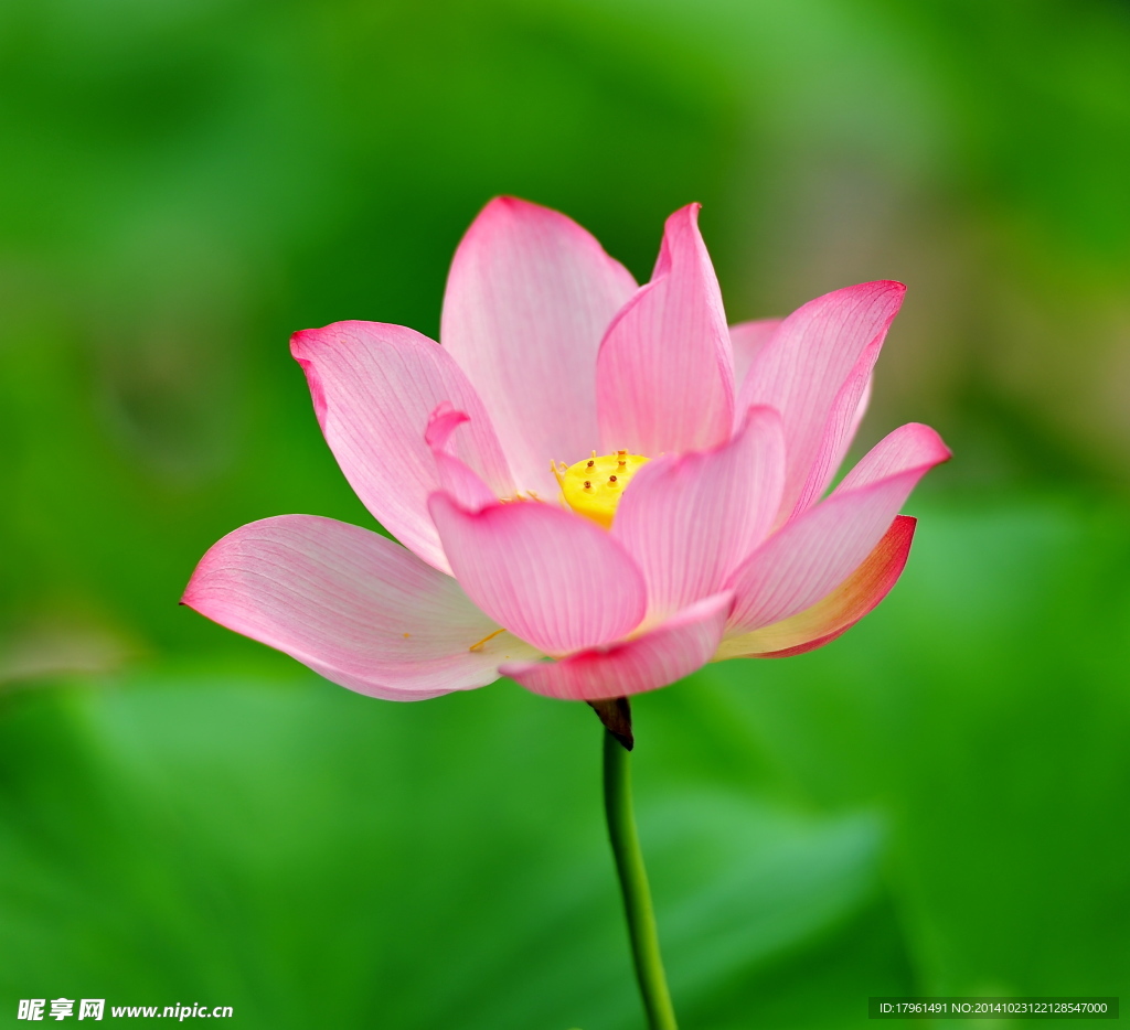 奥林匹克公园荷花