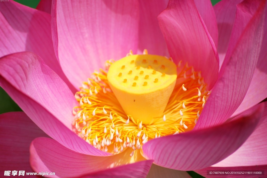 荷花