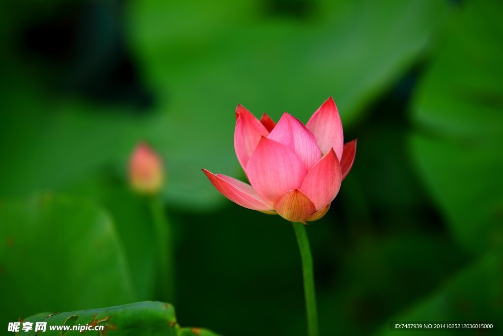 荷花