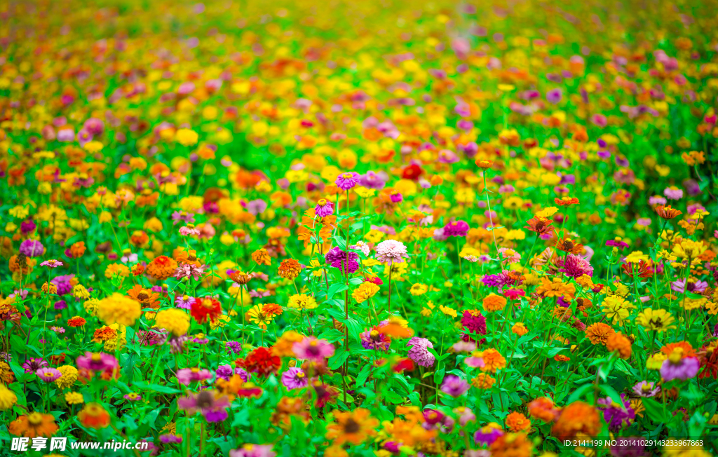 花海