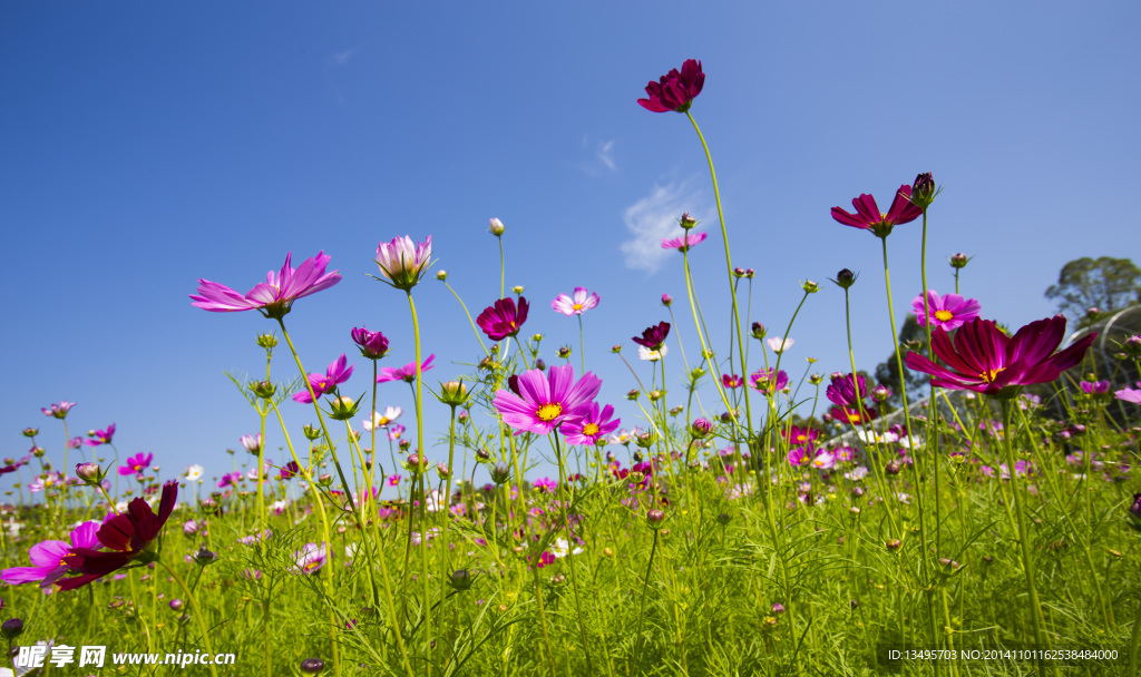 格桑花