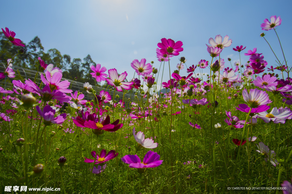 格桑花