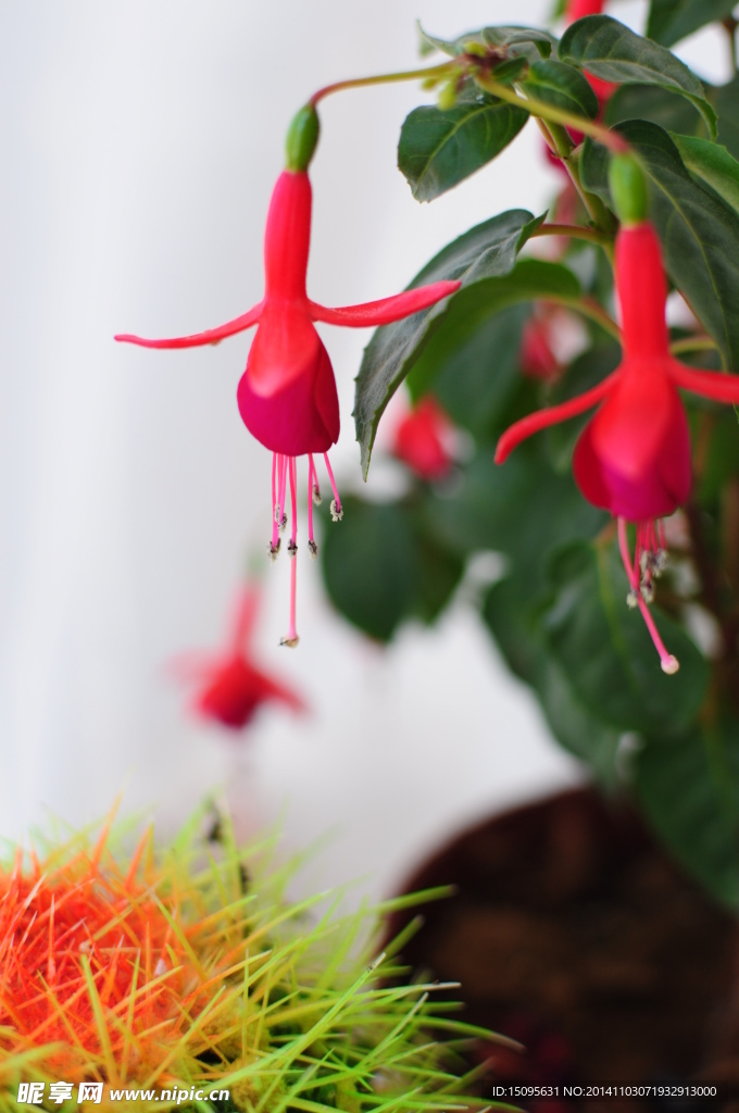 红灯笼花