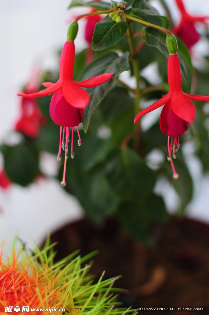 红灯笼花