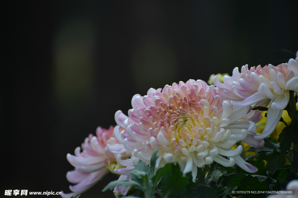 杂色菊花