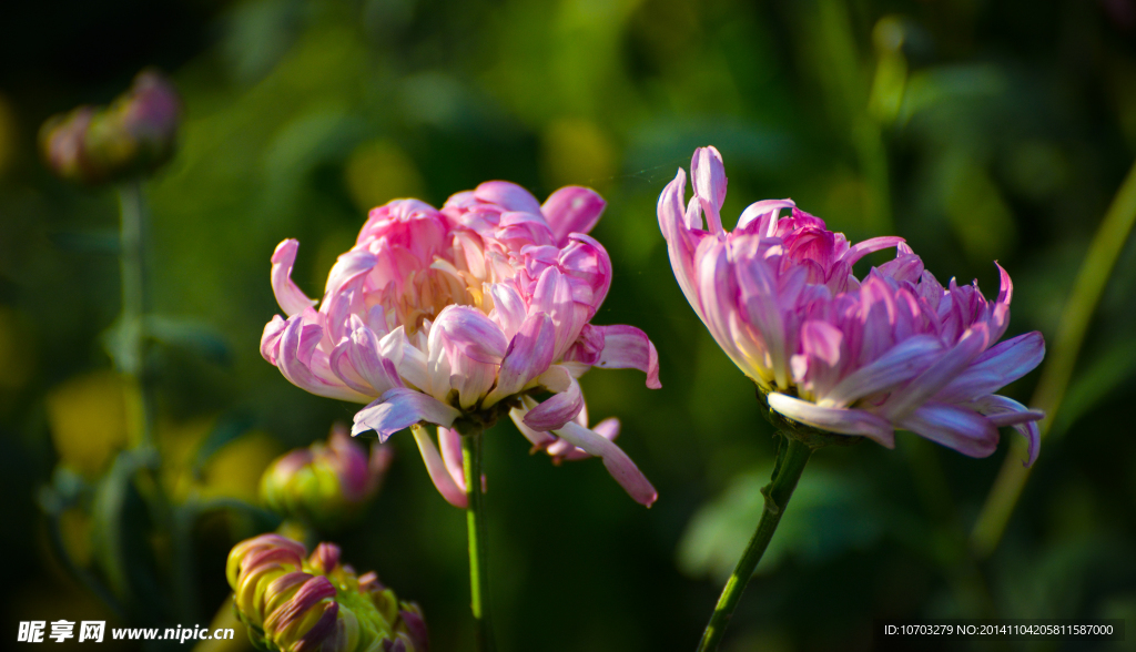 粉菊花