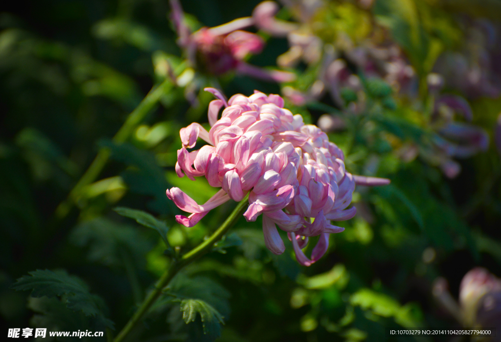 粉菊花