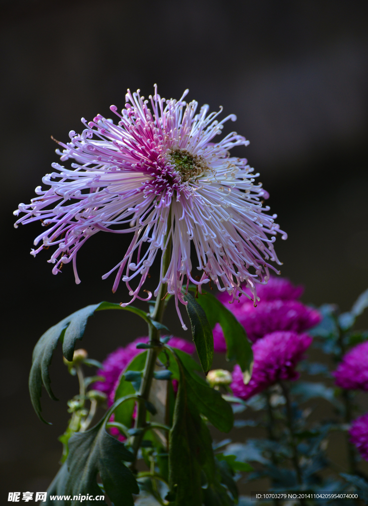 粉菊花
