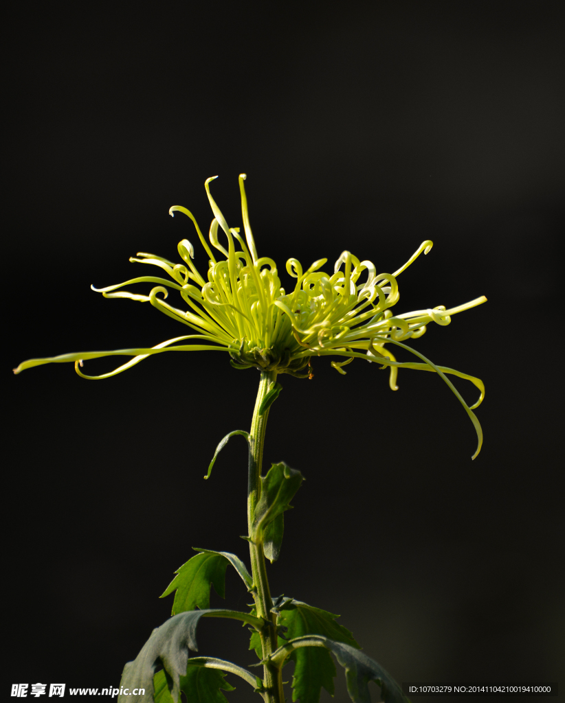绿菊花