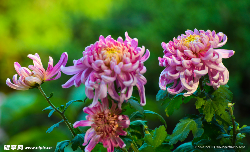 粉菊花