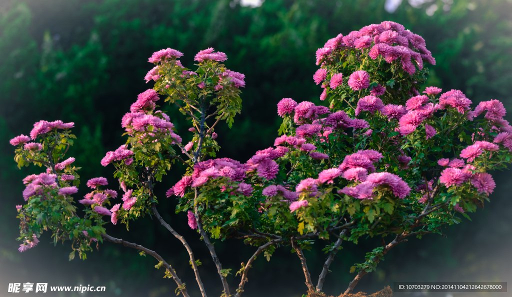 粉菊花