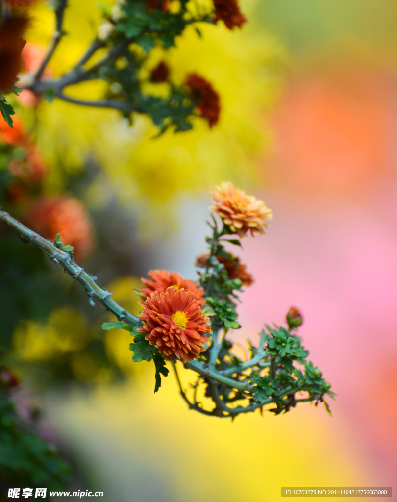 橘红菊花