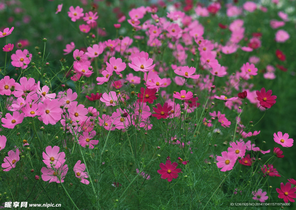 波斯菊