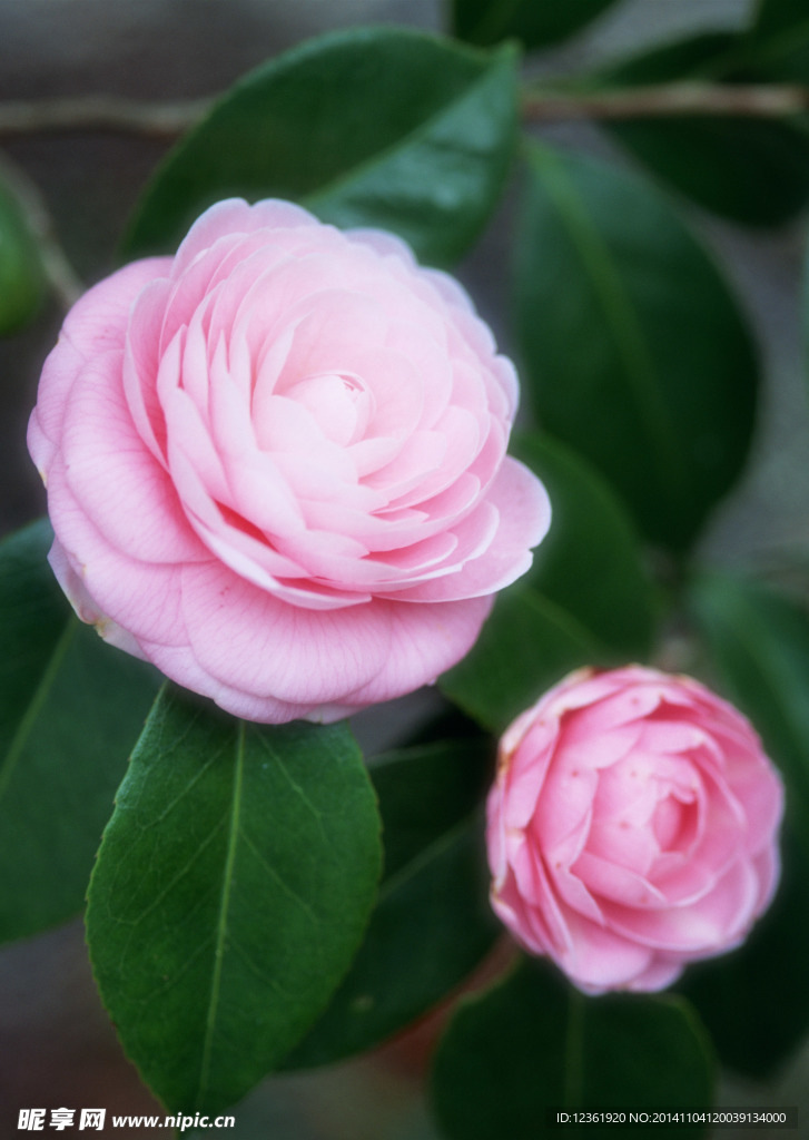 茶花