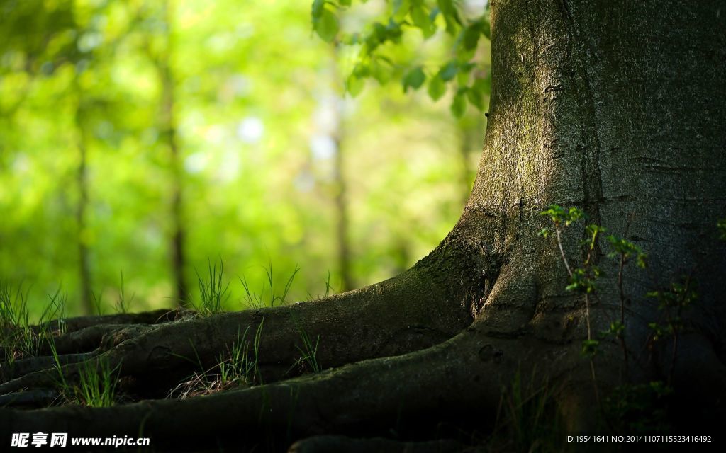 树根