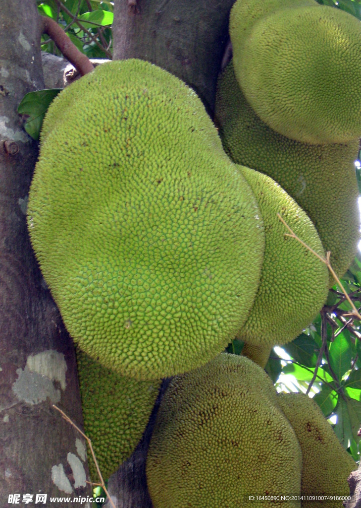 菠萝蜜