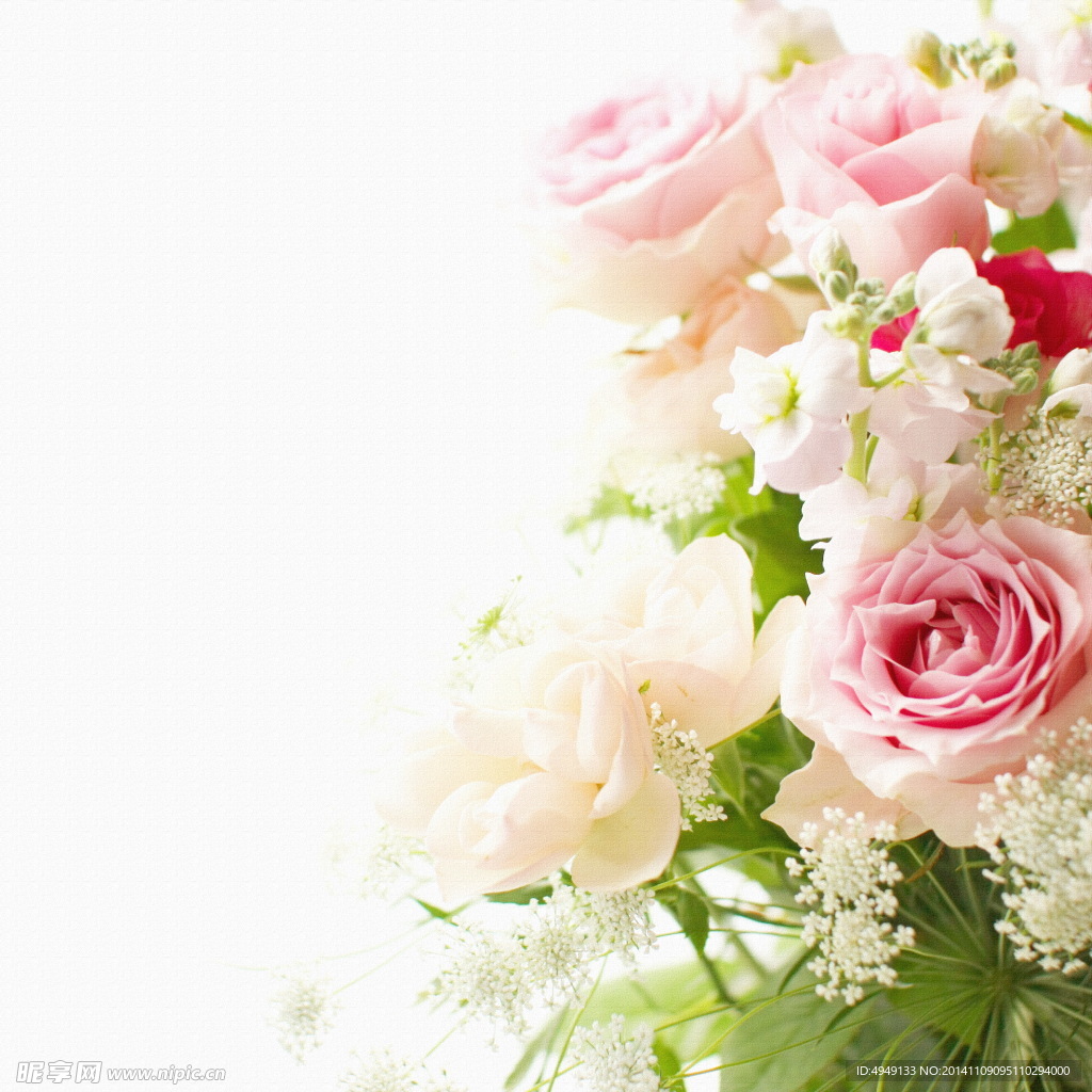 白玫瑰