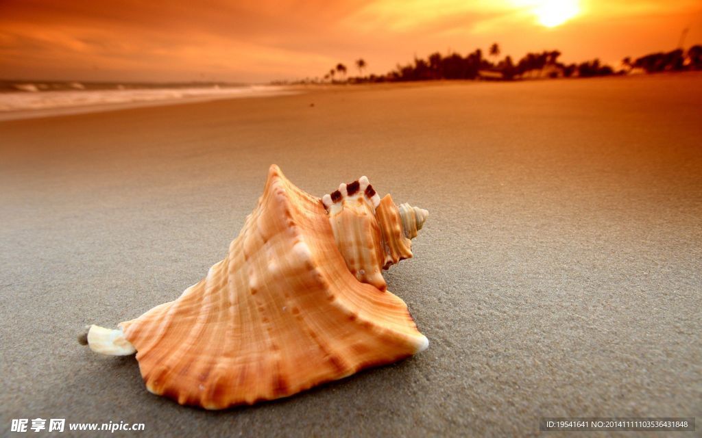 沙滩海螺