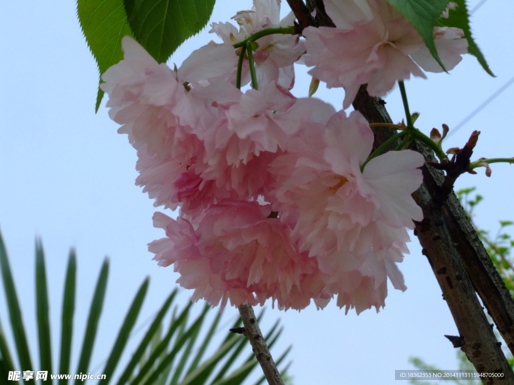 樱花