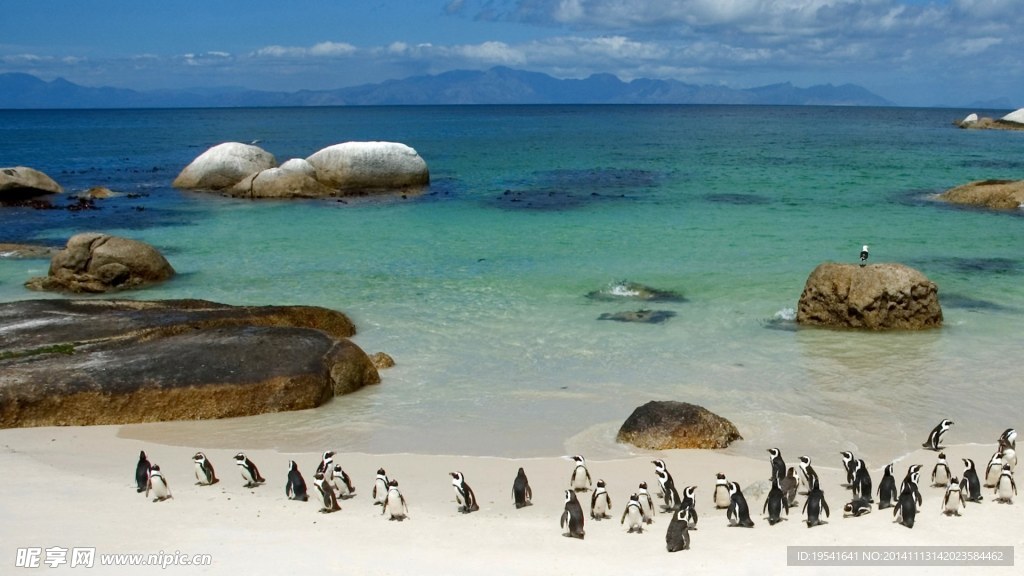 南非企鹅
