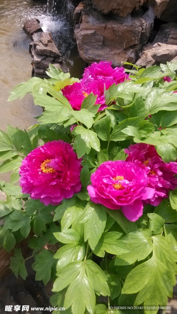 牡丹花 红牡丹