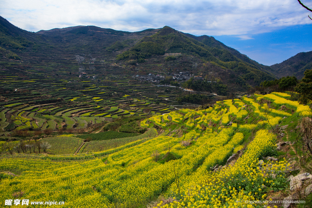 覆卮山梯田油菜花