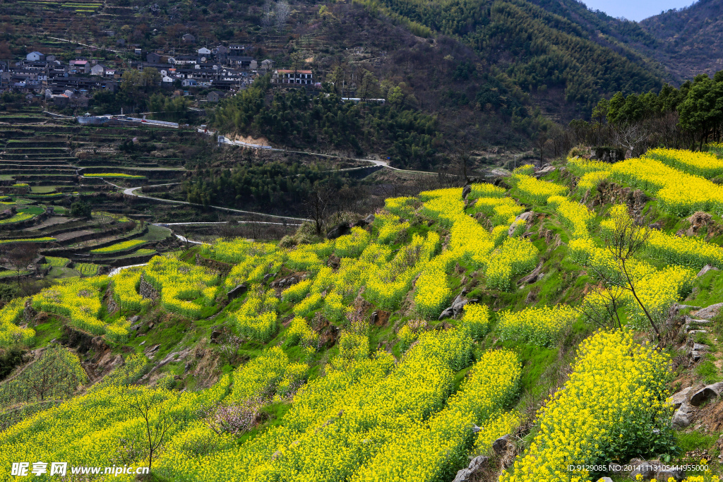 覆卮山梯田油菜花