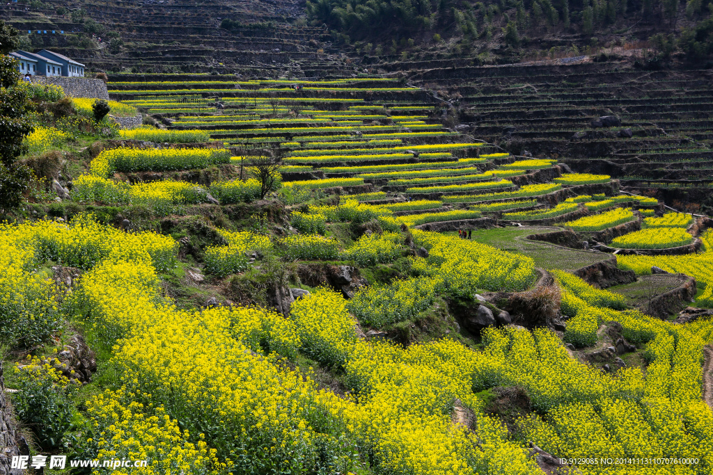 覆卮山梯田油菜花