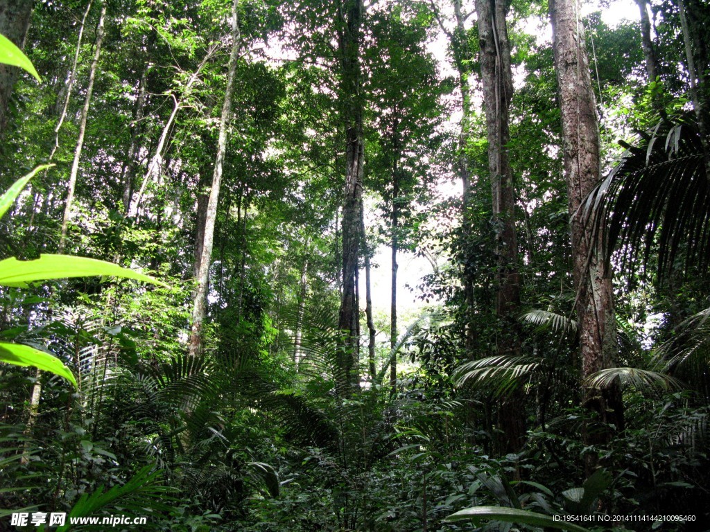 南美热带丛林