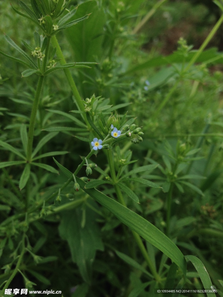 小野花