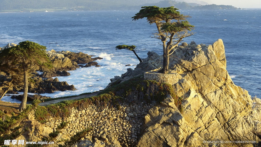 海角松树