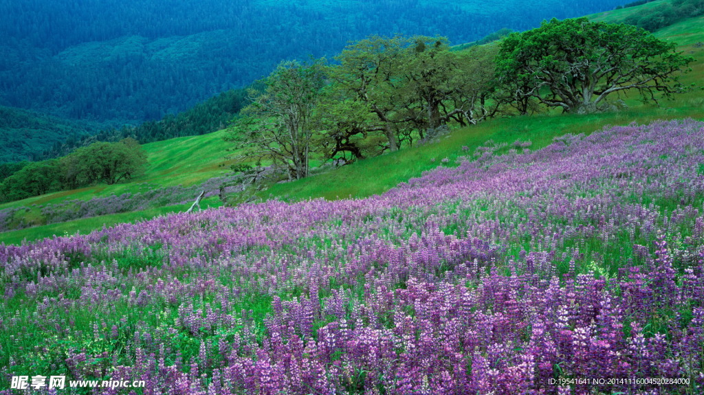 薰衣草山坡