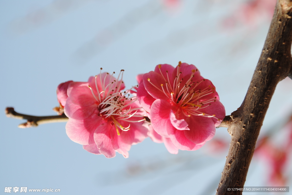 梅花