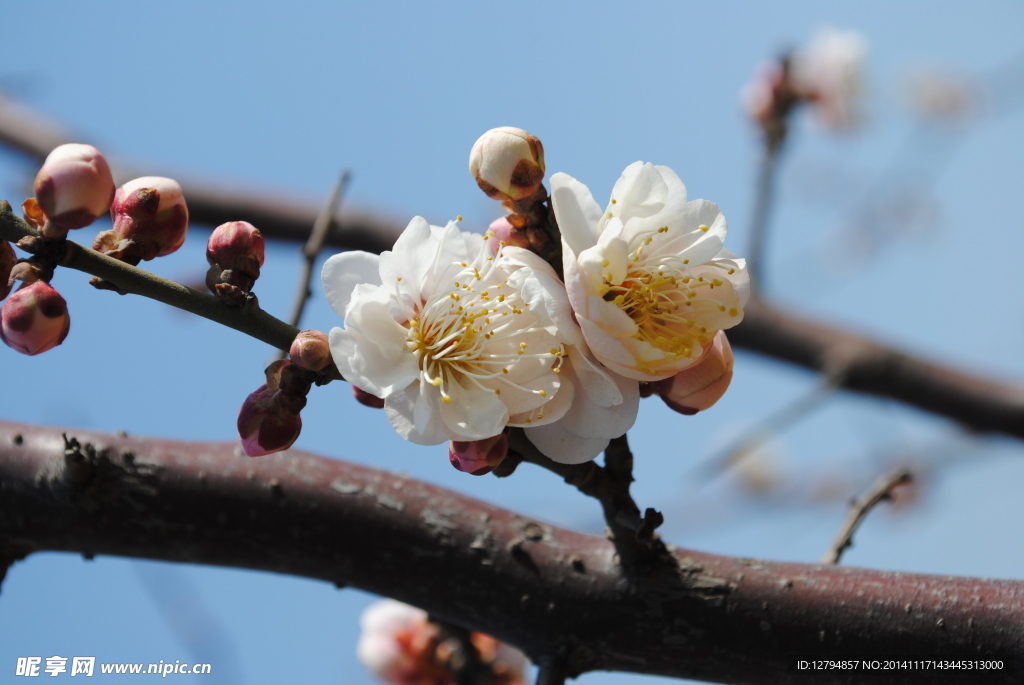 梅花