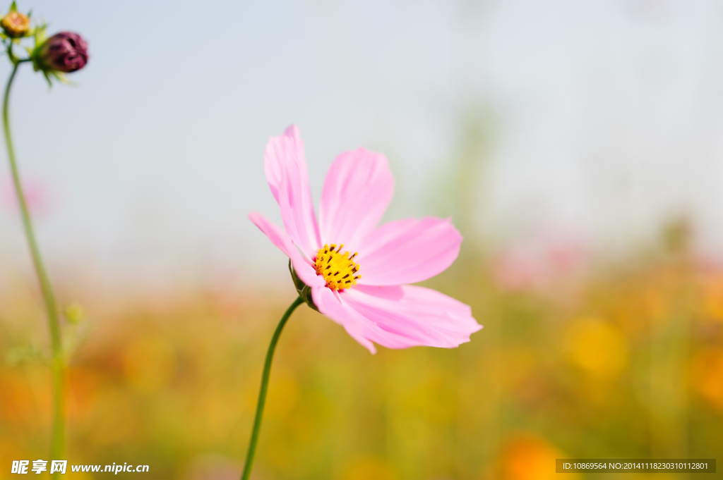 格桑花