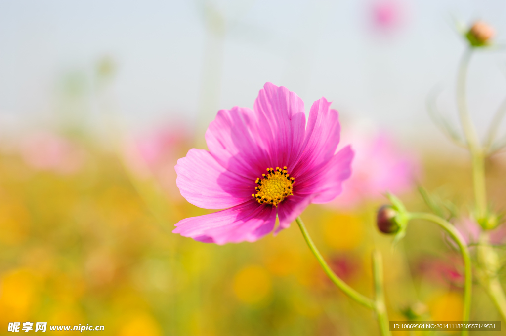 格桑花