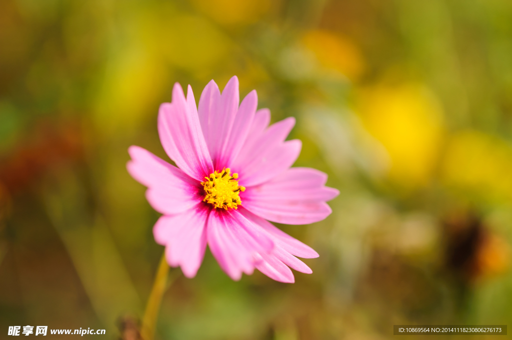 格桑花