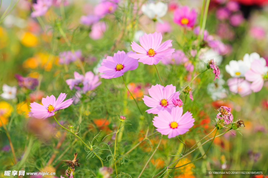 格桑花