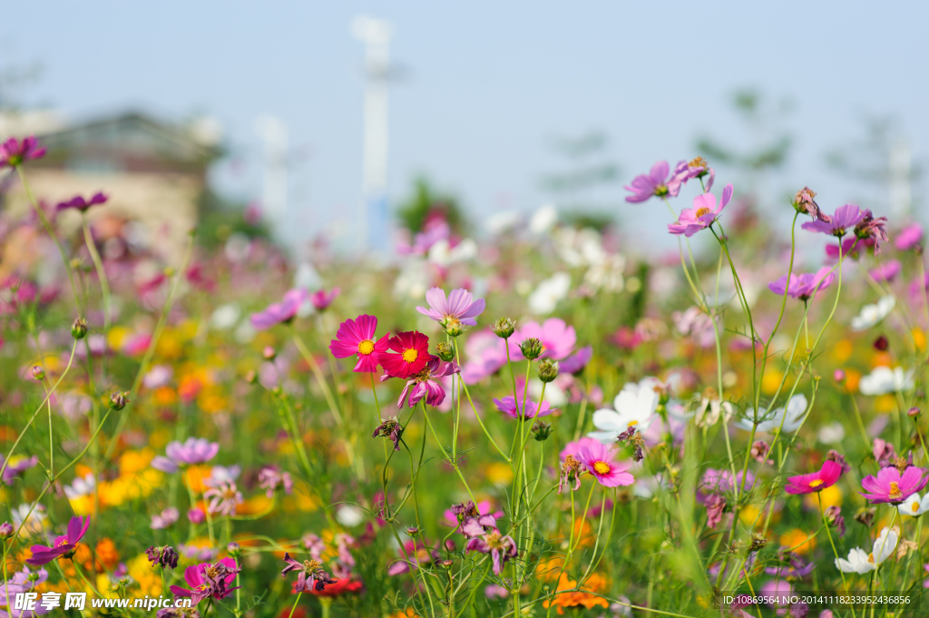 格桑花